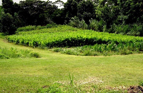 Kapoho Cabin | Secluded Cabin with Private Deck Overlooking Organic Garden in Pahoa, Hawaii