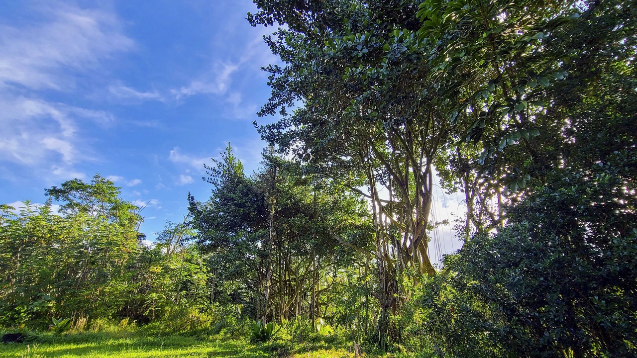Photo of Outdoor in Keaau
