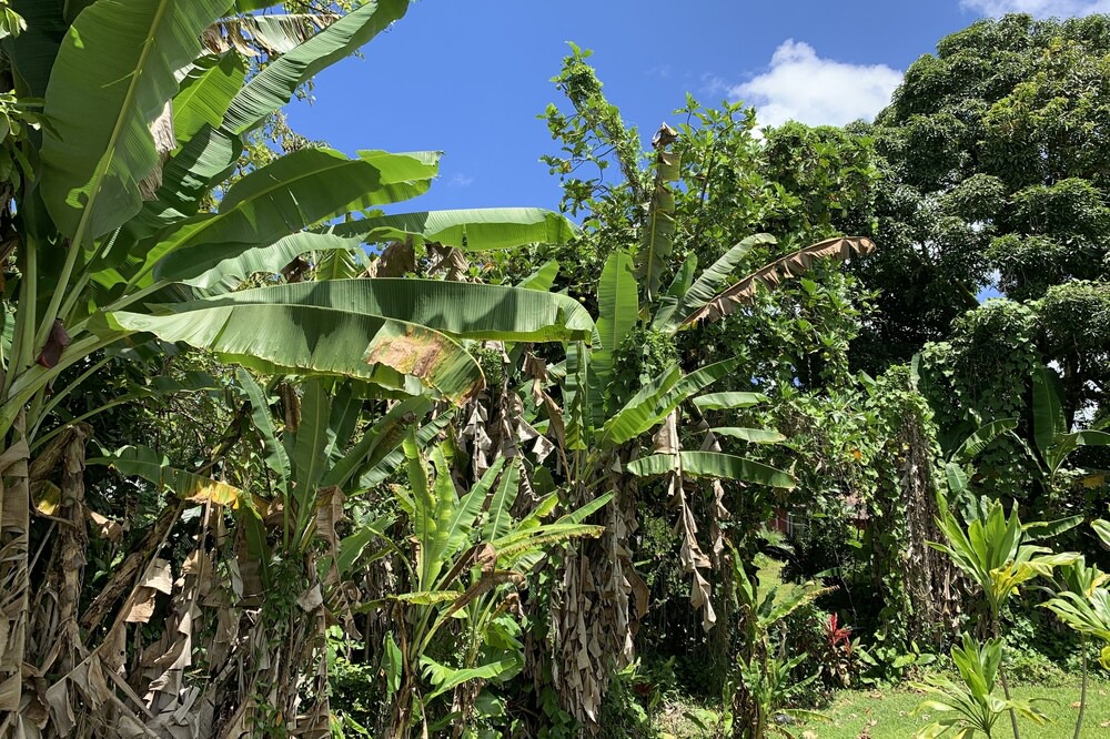 Photo of Outdoor in Kapoho