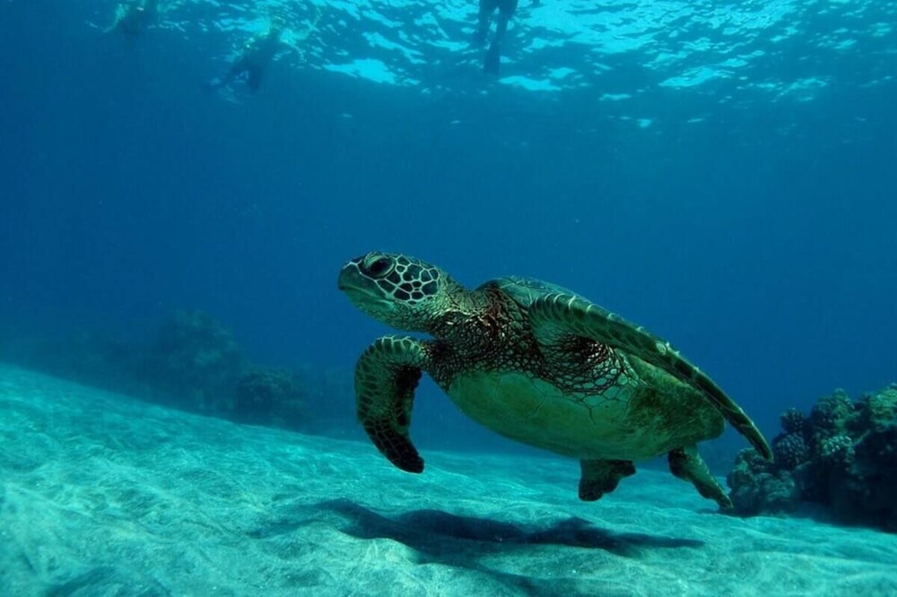 Photo of Others in Kihei