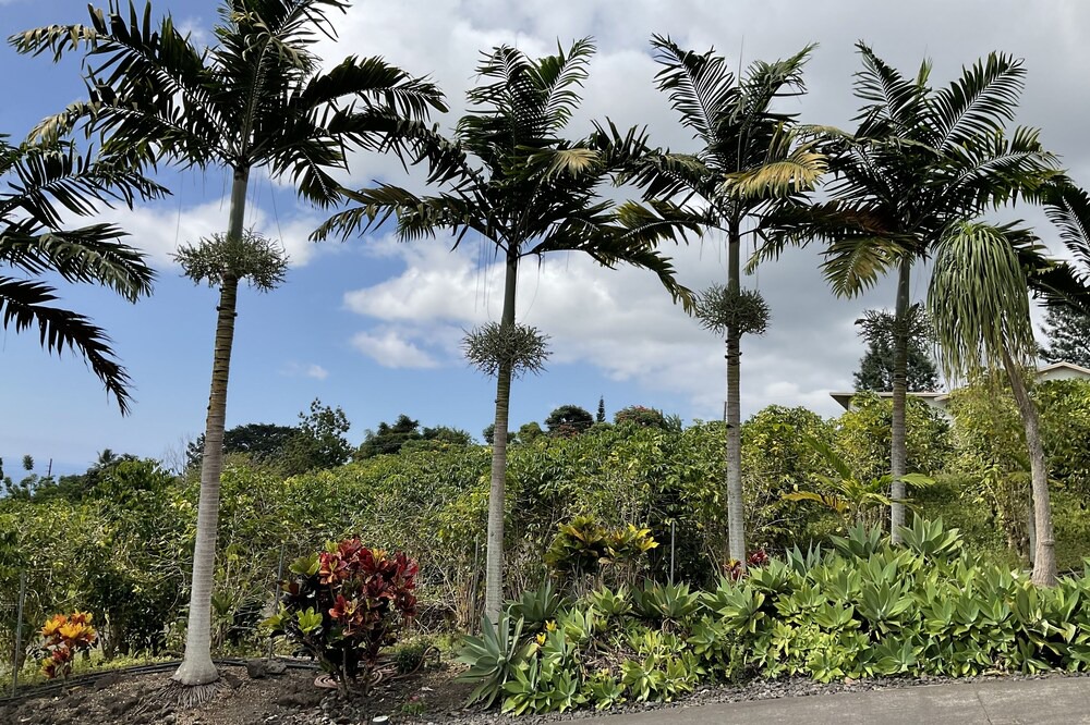 Photo of Outdoor in Holualoa