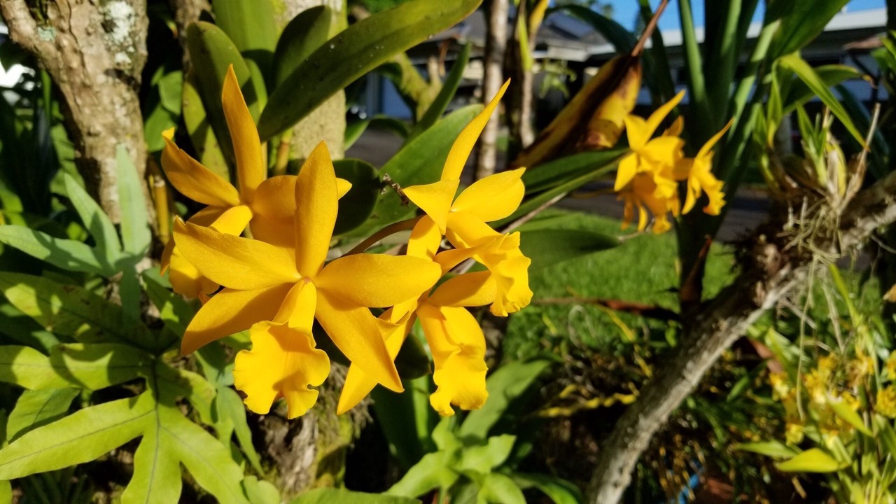 Photo of Outdoor in Hilo