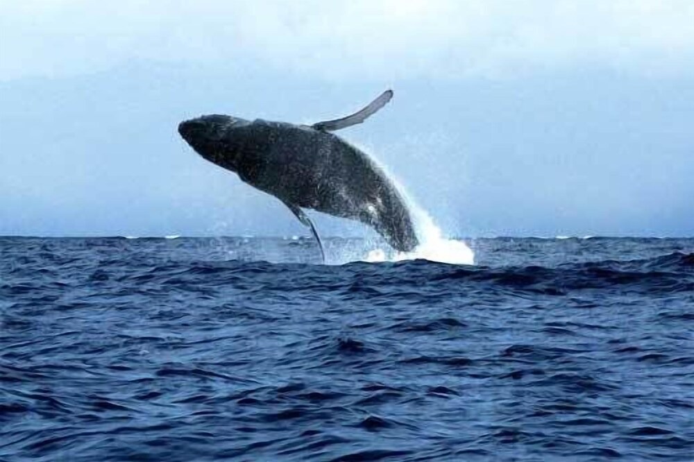 Photo of Others in Waialua