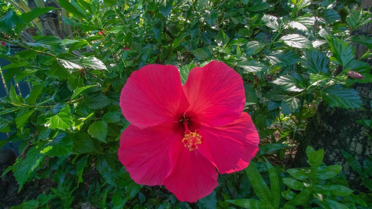 Photo of Outdoor in Keaau
