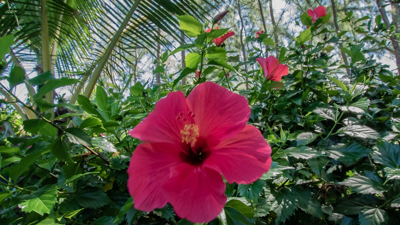 Photo of Outdoor in Keaau