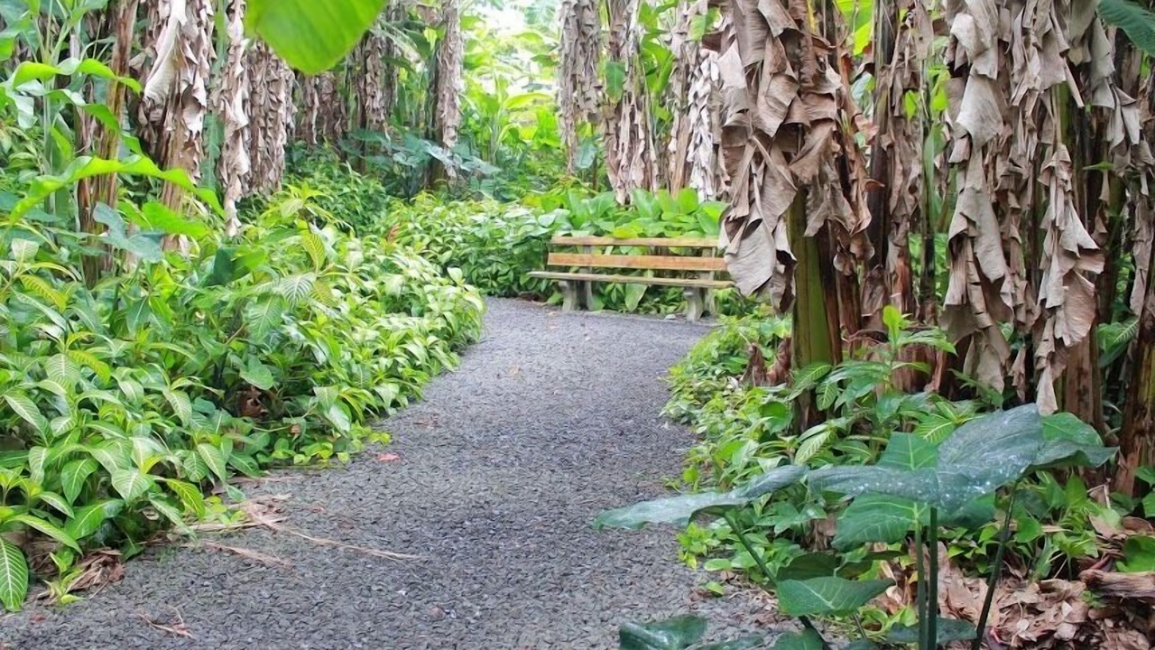 Photo of Outdoor in Hilo