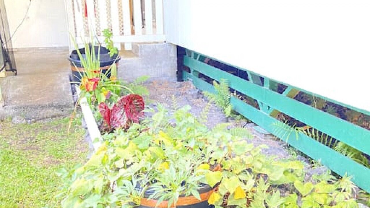 Photo of Outdoor in Hilo