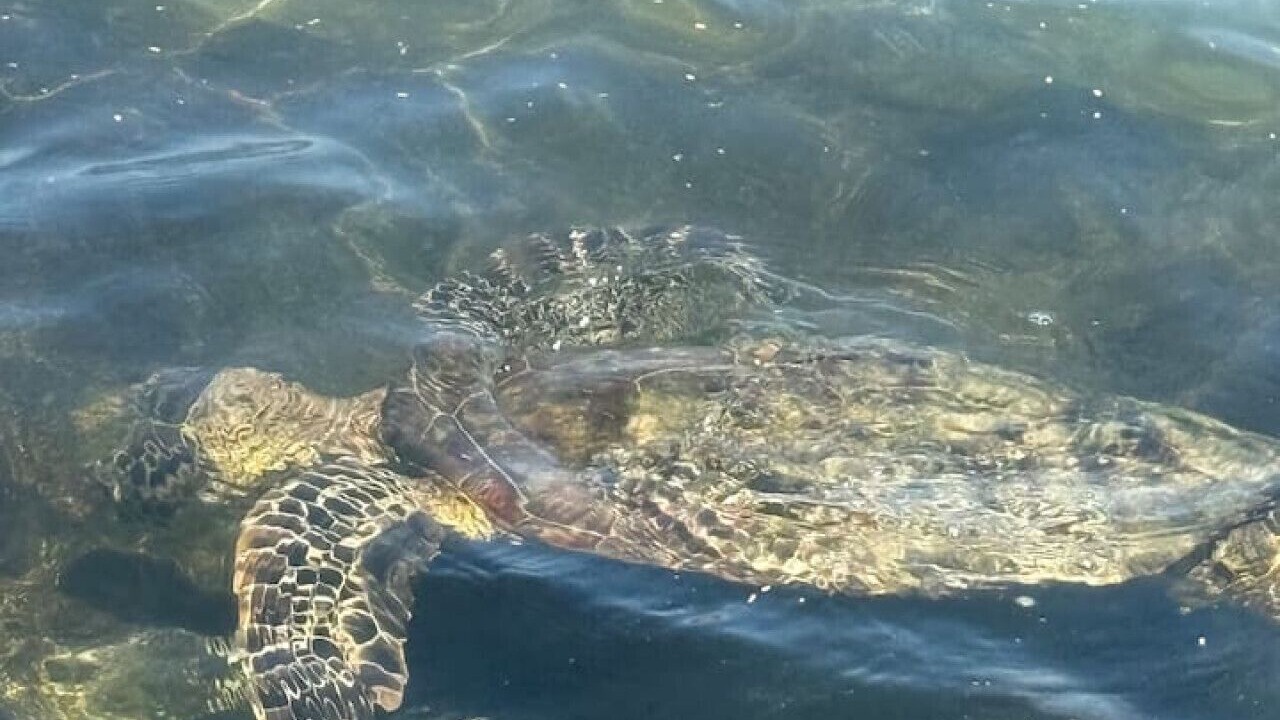 Photo of Others in Waikoloa