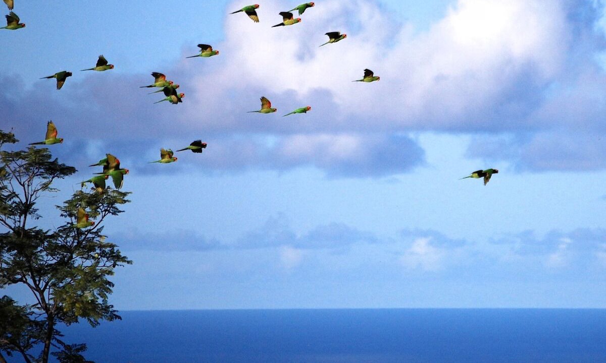 Photo of Others in Kailua-Kona
