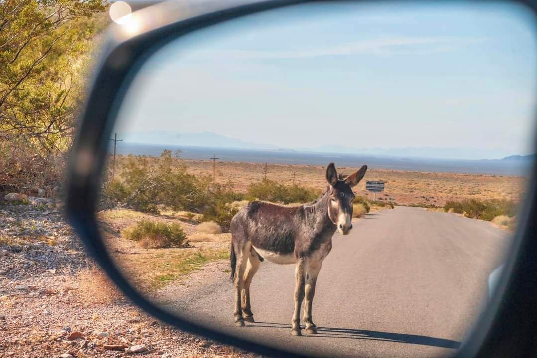 Photo of Others in Park Village