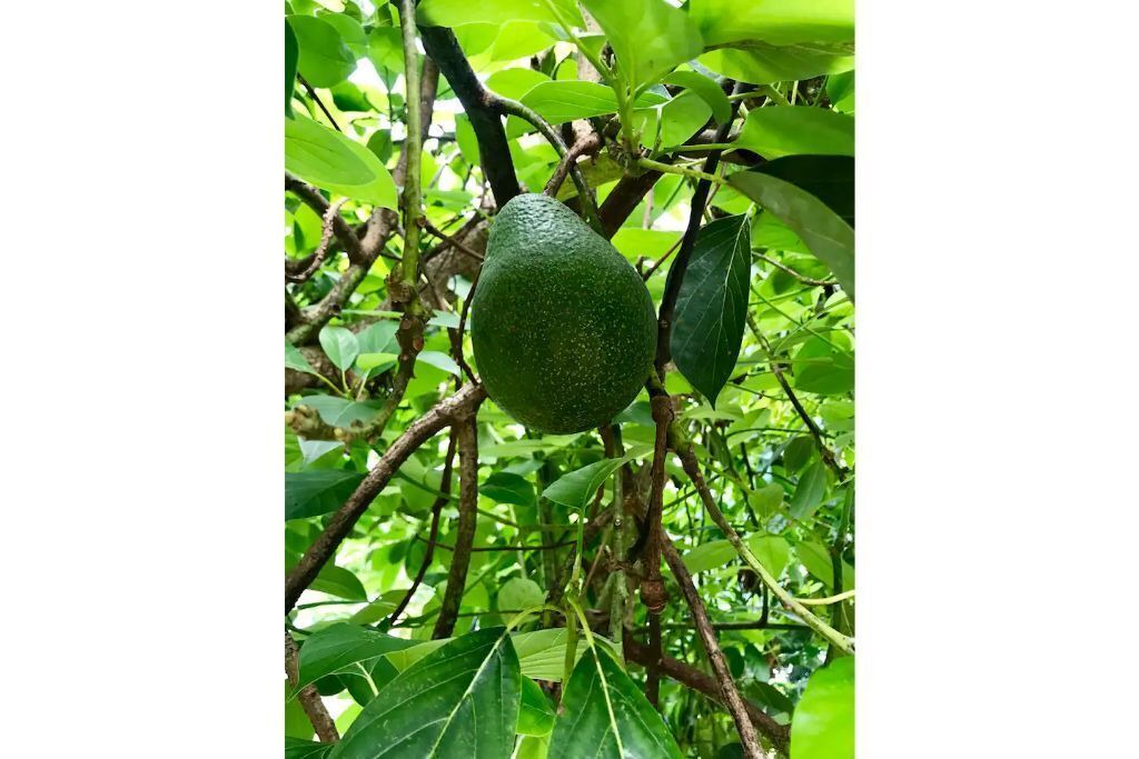 Photo of Outdoor in Holualoa