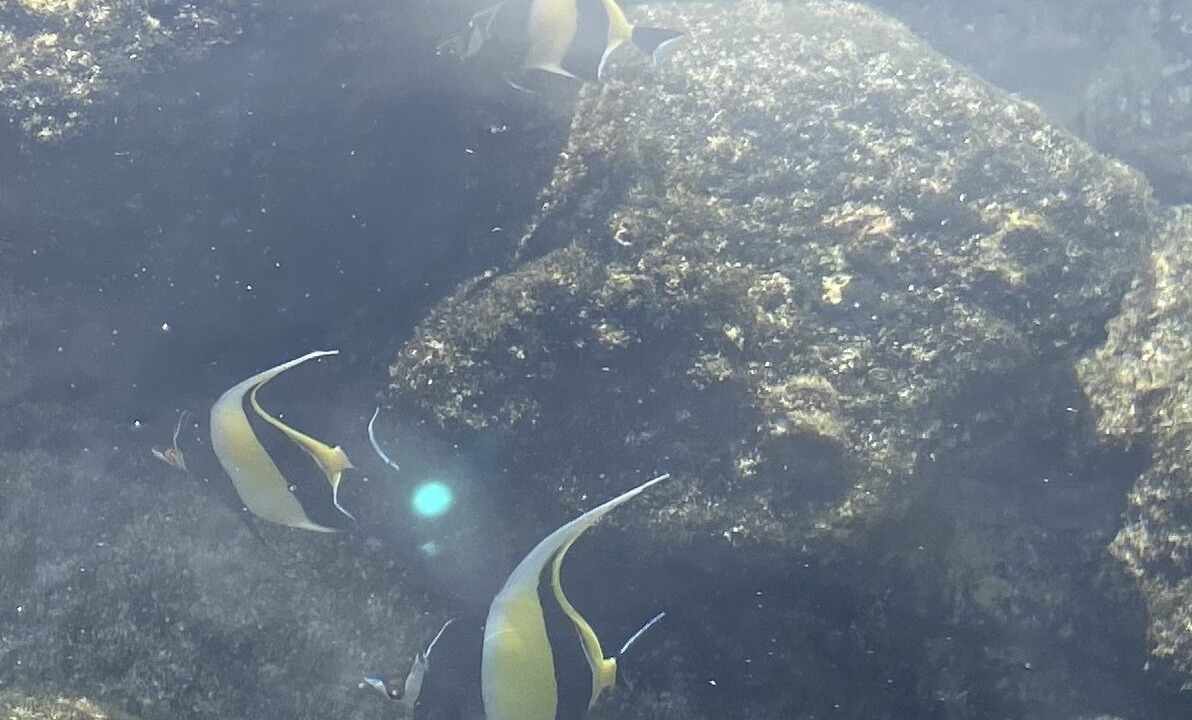 Photo of Others in Kahaluu-Keauhou