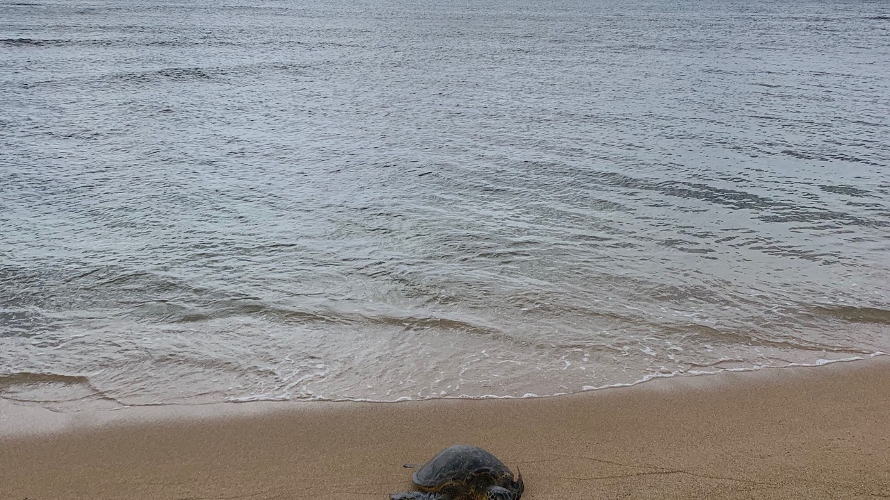 Photo of Others in Waialee