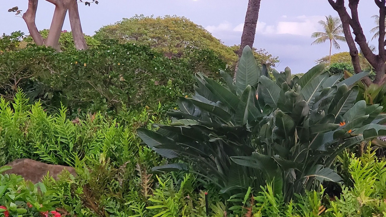 Photo of Others in Ko Olina