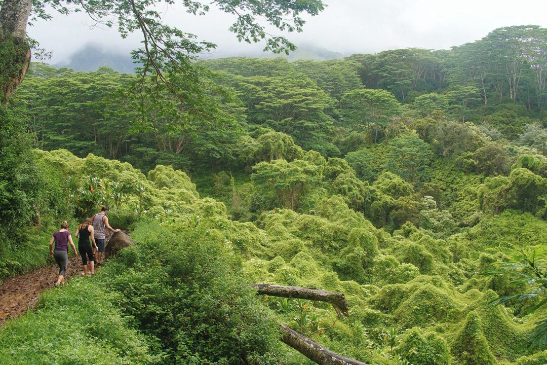 Photo of Others in Hanamaulu
