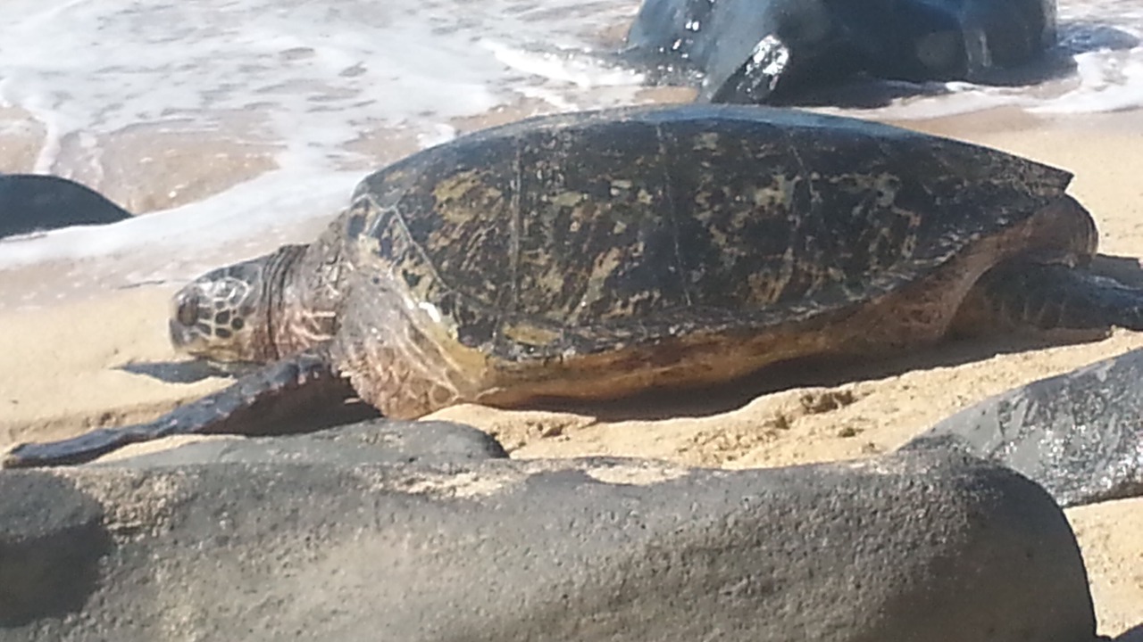 Photo of Others in Kihei
