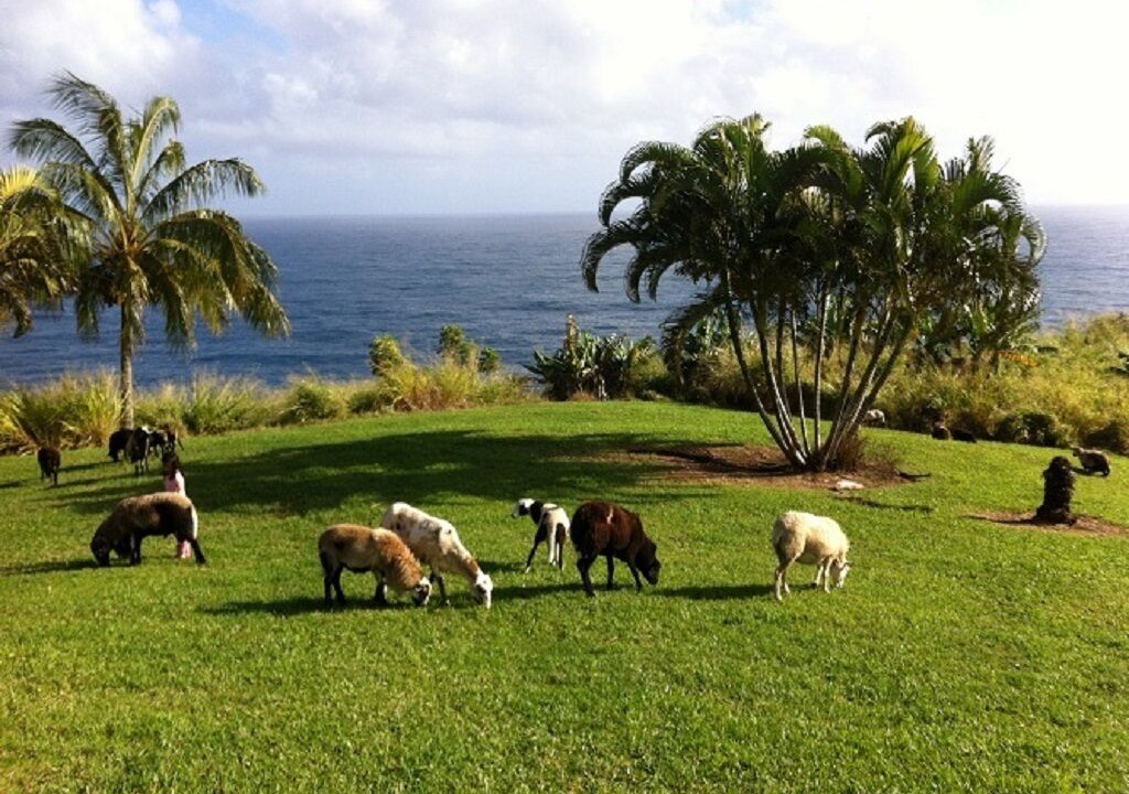 Photo of Outdoor in Ninole