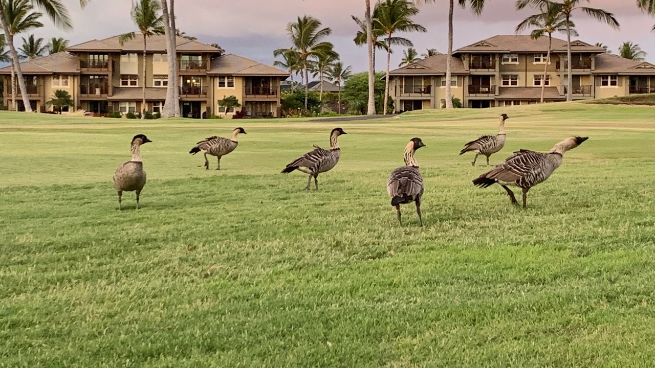 Photo of Outdoor in Waikoloa