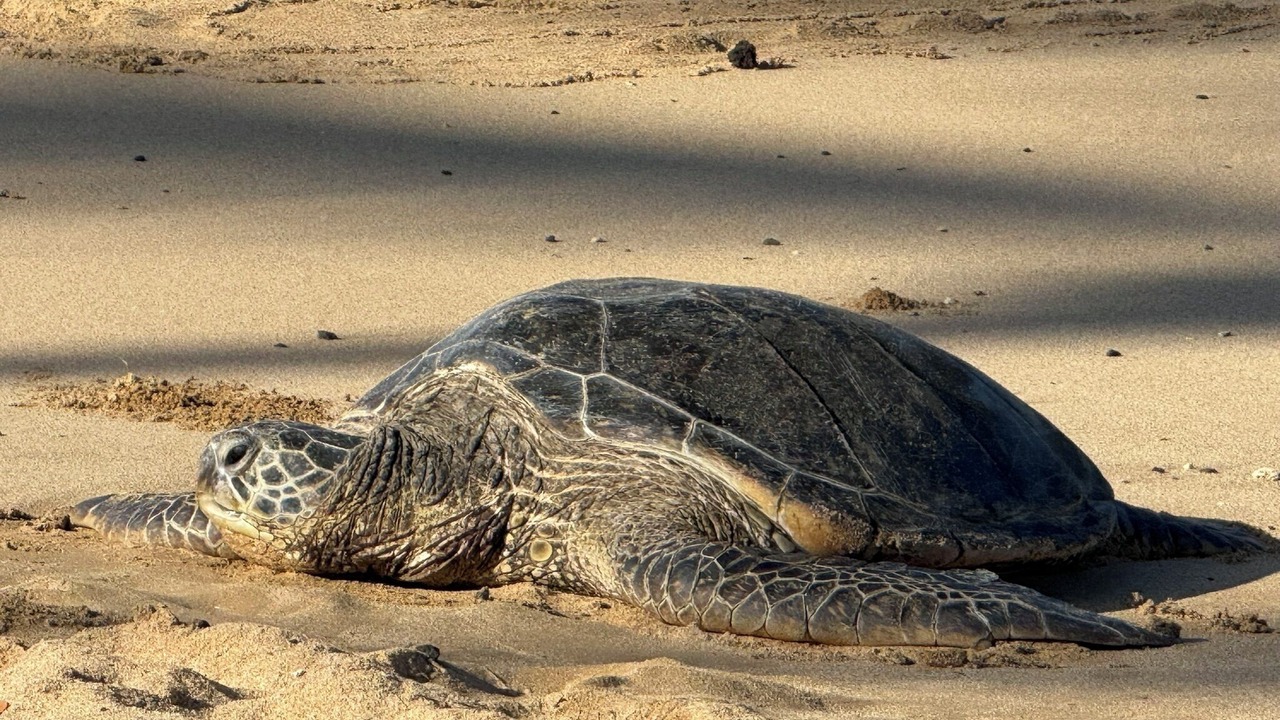 Photo of Others in Poipu