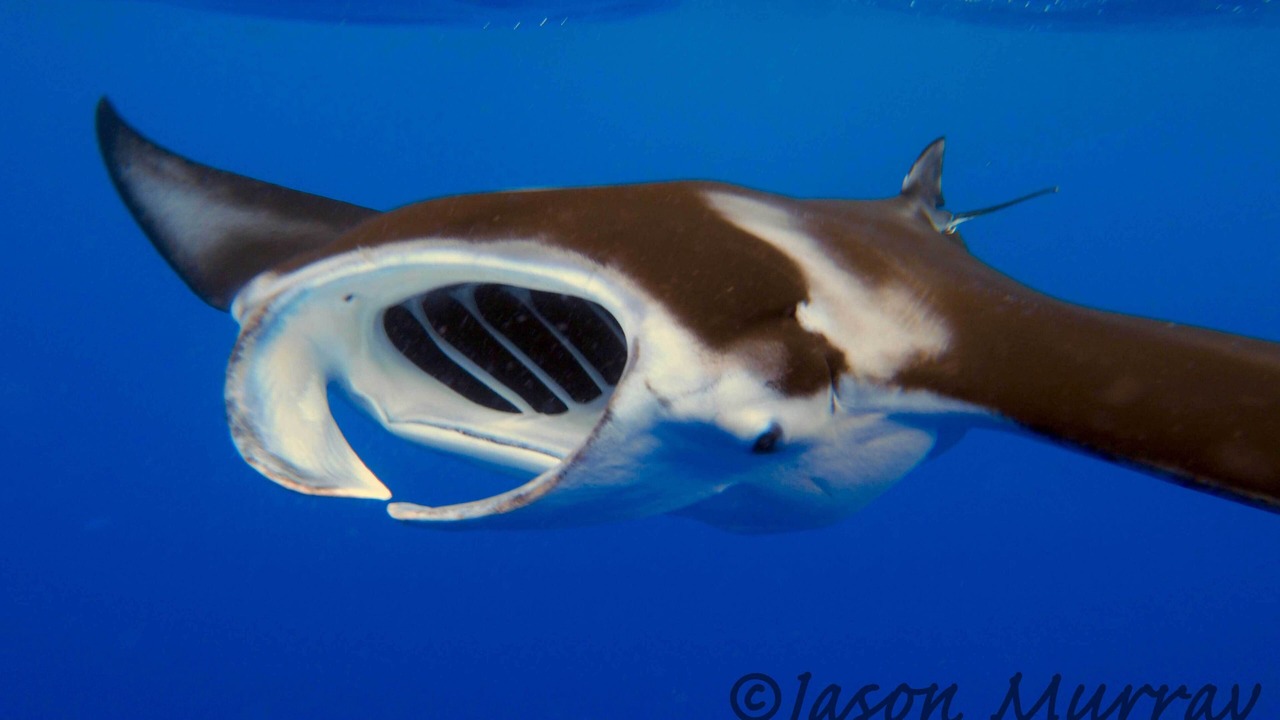 Photo of Others in Kahaluu Bay