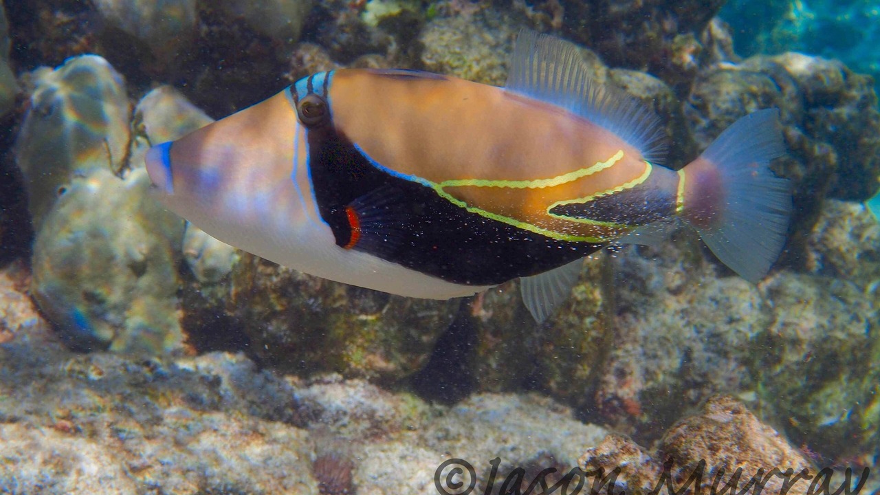 Photo of Others in Kahaluu Bay