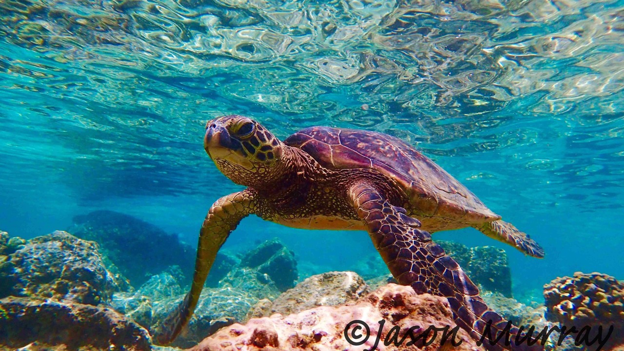 Photo of Others in Kahaluu Bay