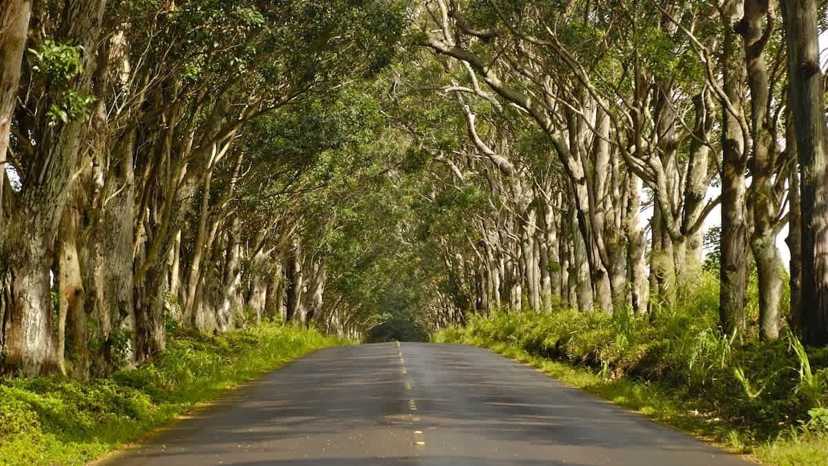 Photo of Others in Wailua