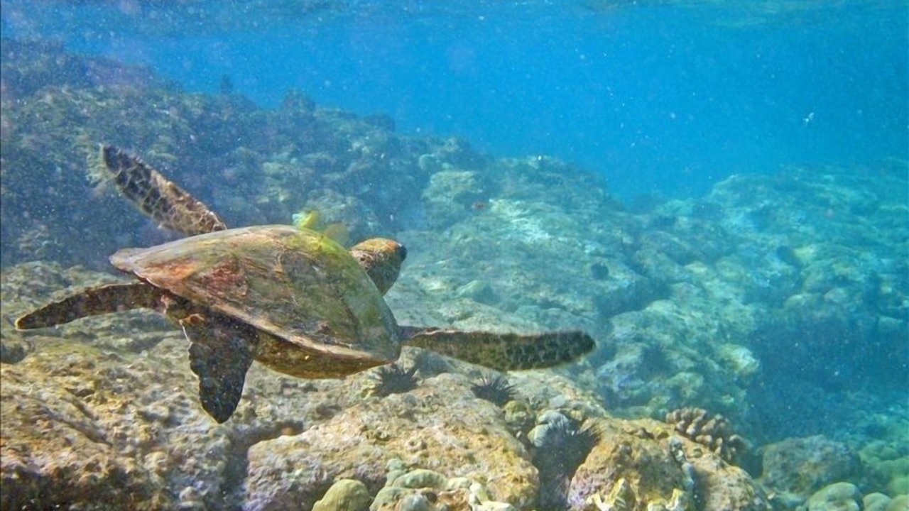 Photo of Others in Kahaluu Bay