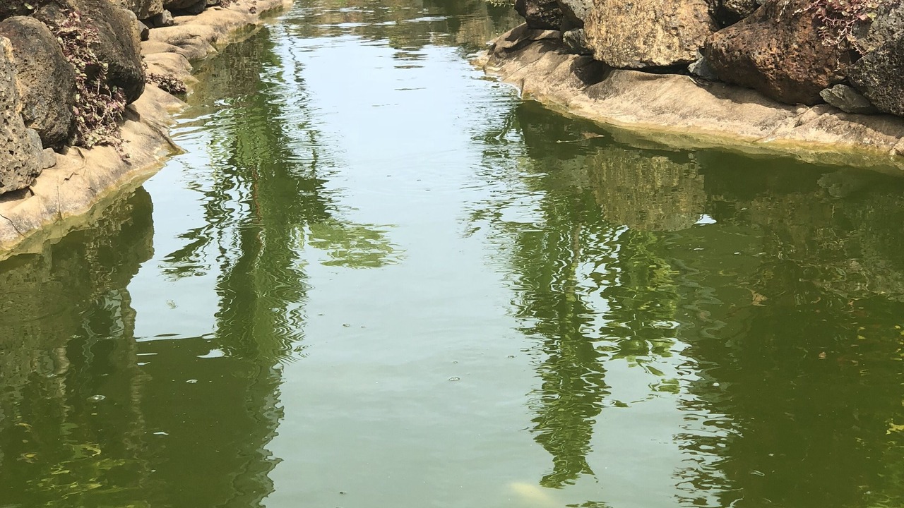 Photo of Outdoor in Poipu