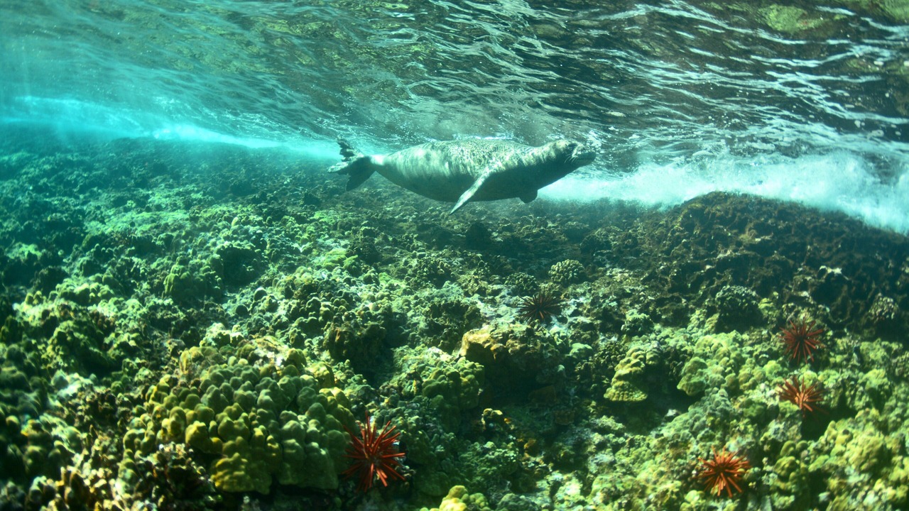 Photo of Others in Honokowai