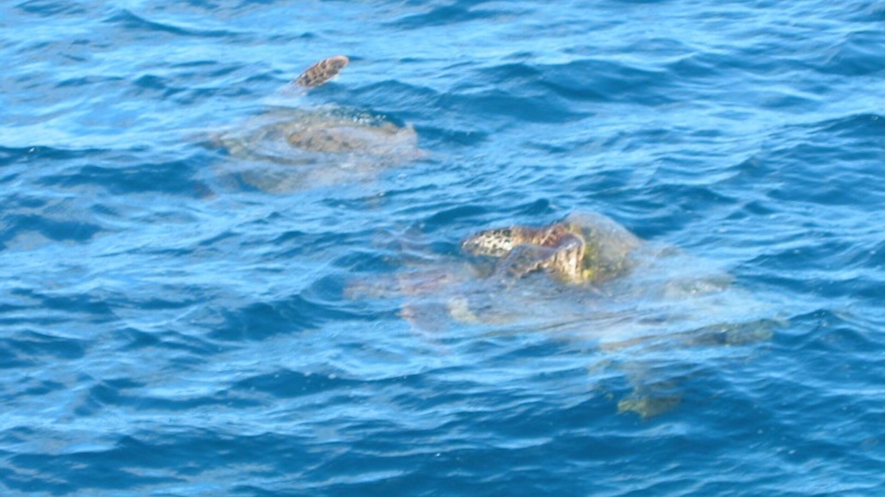 Photo of Outdoor in Makaha