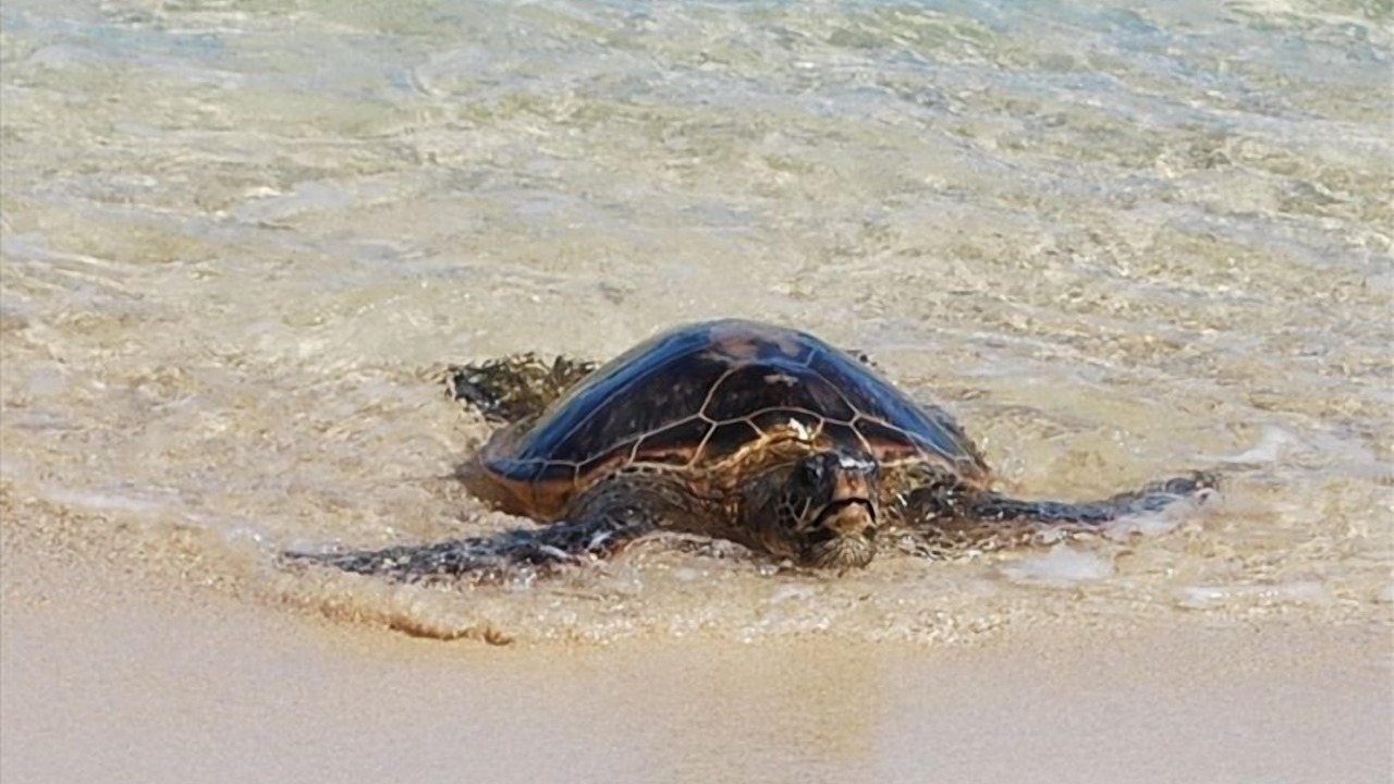 Photo of Others in Mokuleia
