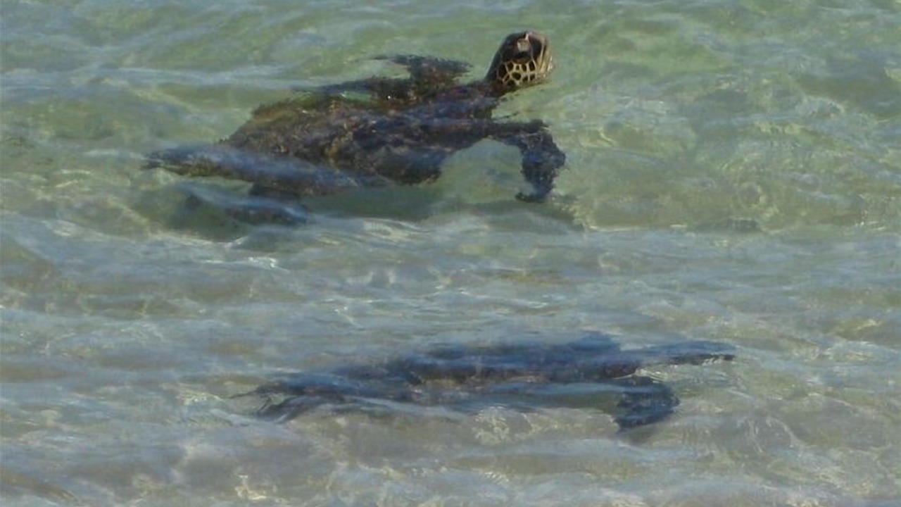 Photo of Others in Mokuleia