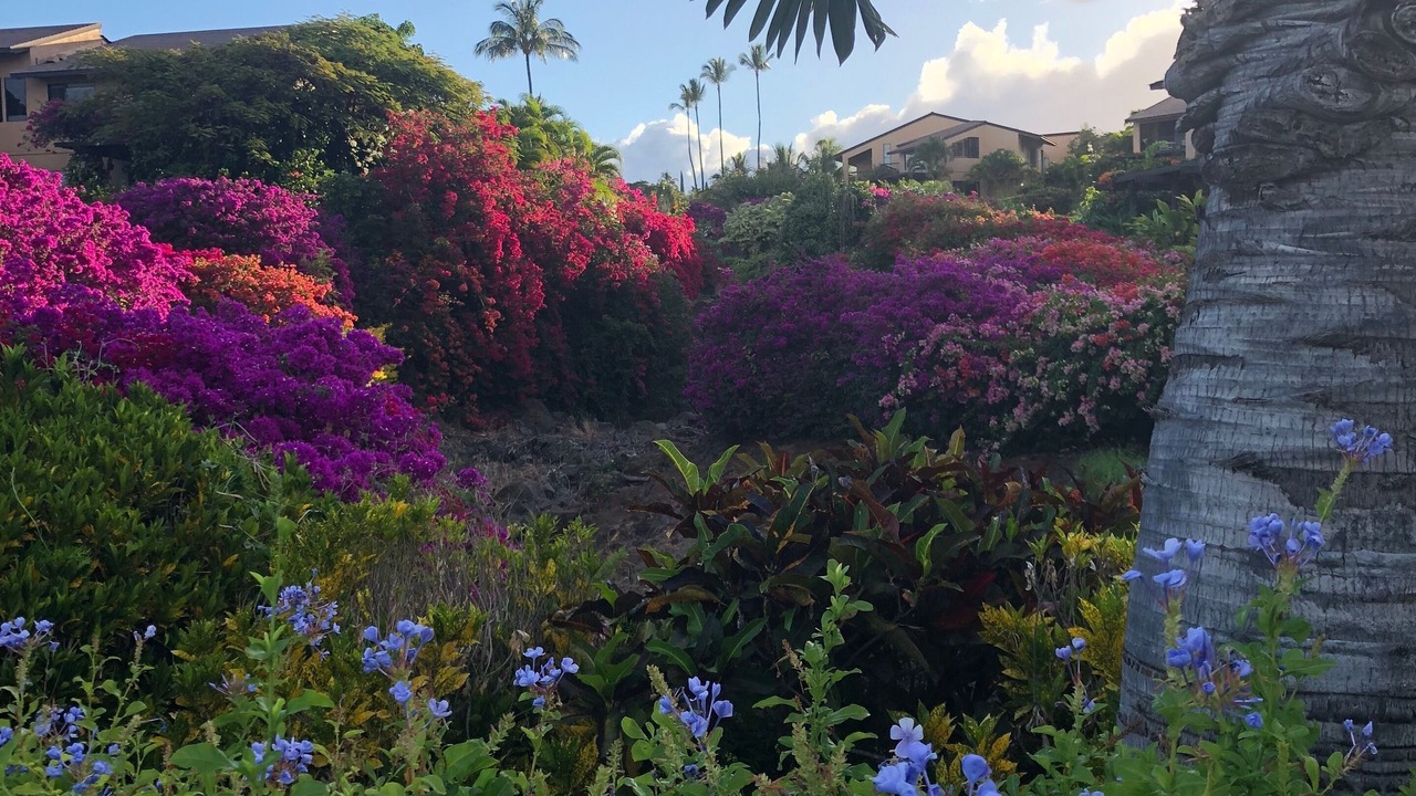Photo of Others in Wailea