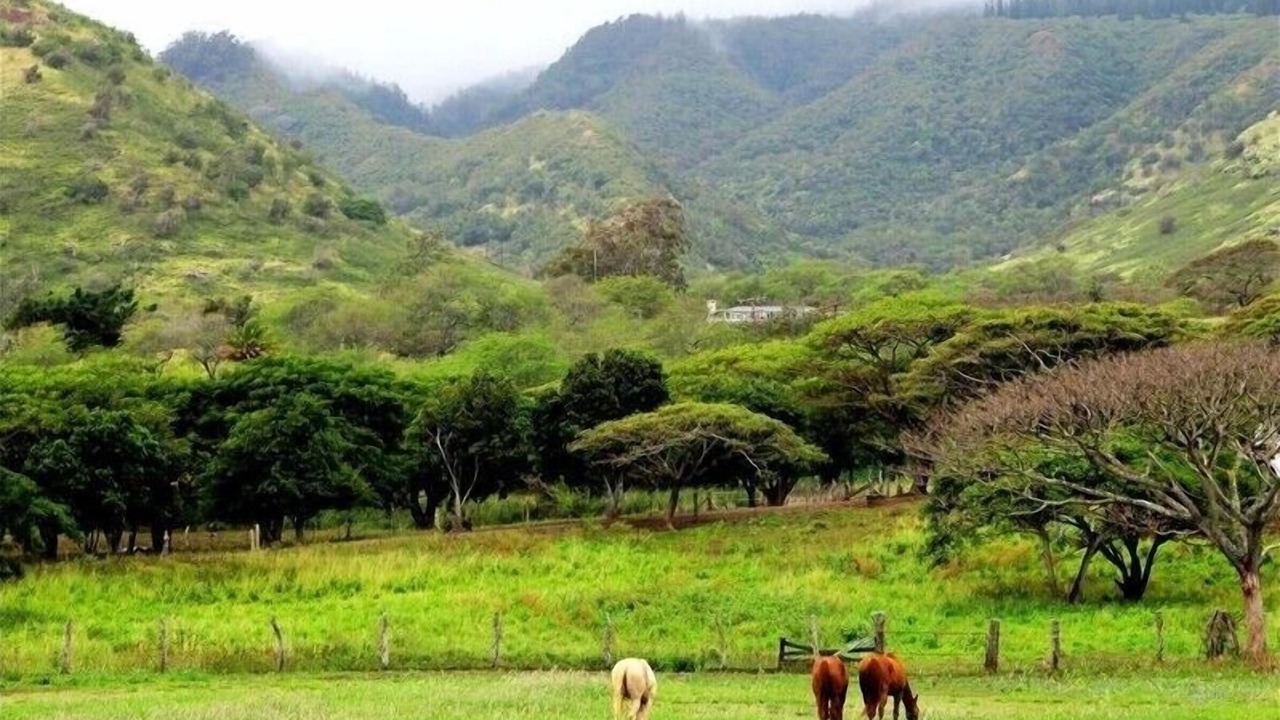 Photo of Others in Mokuleia
