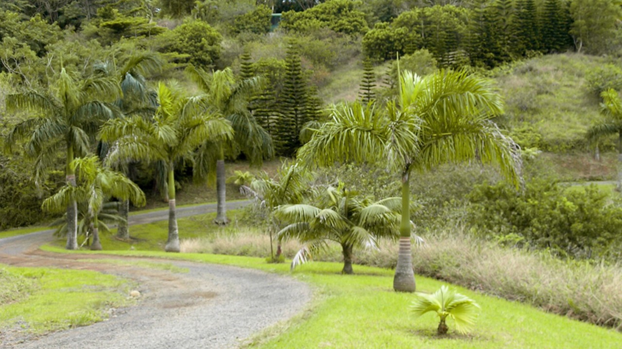 Photo of Outdoor in Pauwela