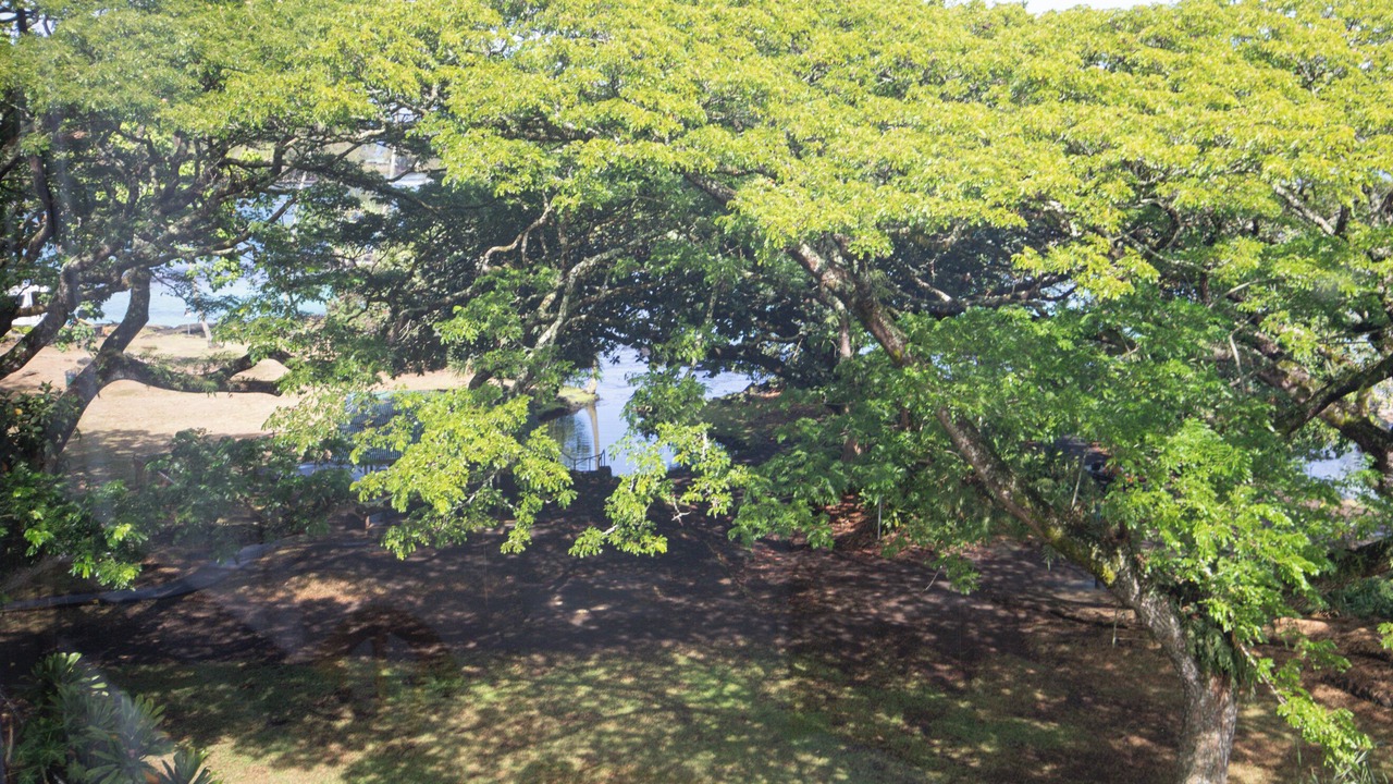 Photo of Others in Hilo