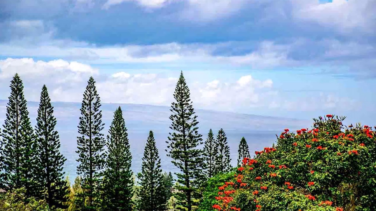 Photo of Others in Napili