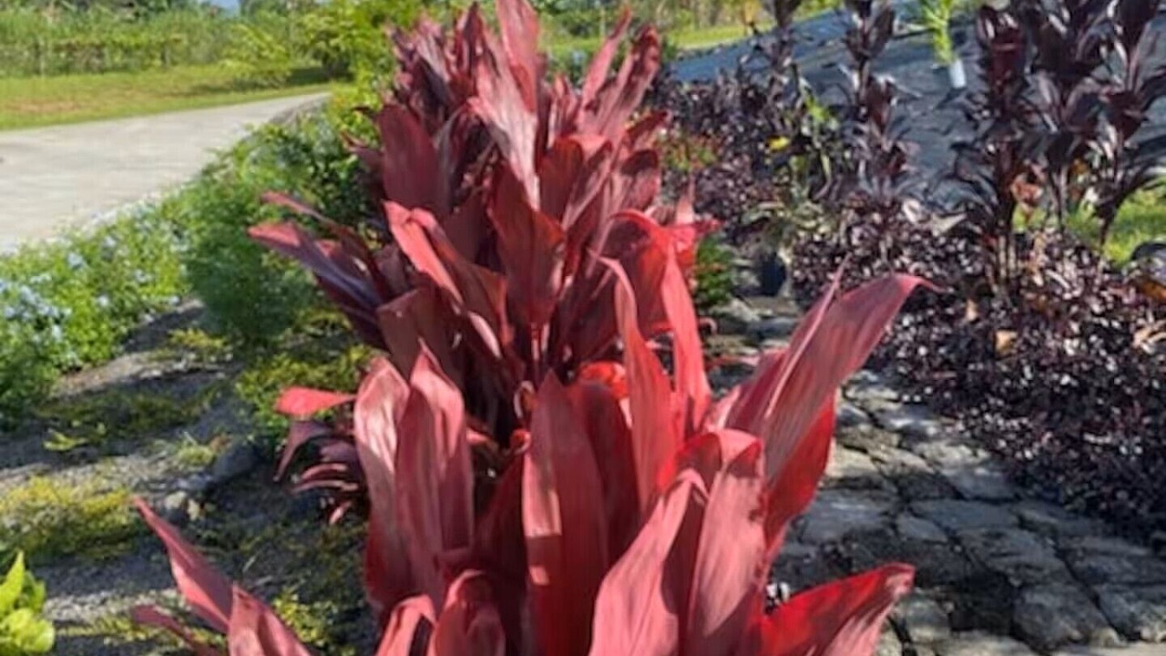 Photo of Outdoor in Papaikou
