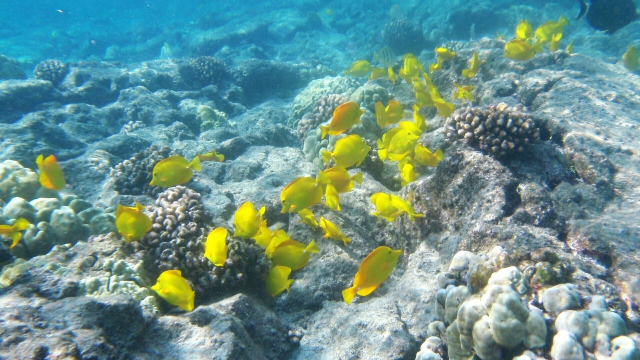Photo of Others in Waikiki