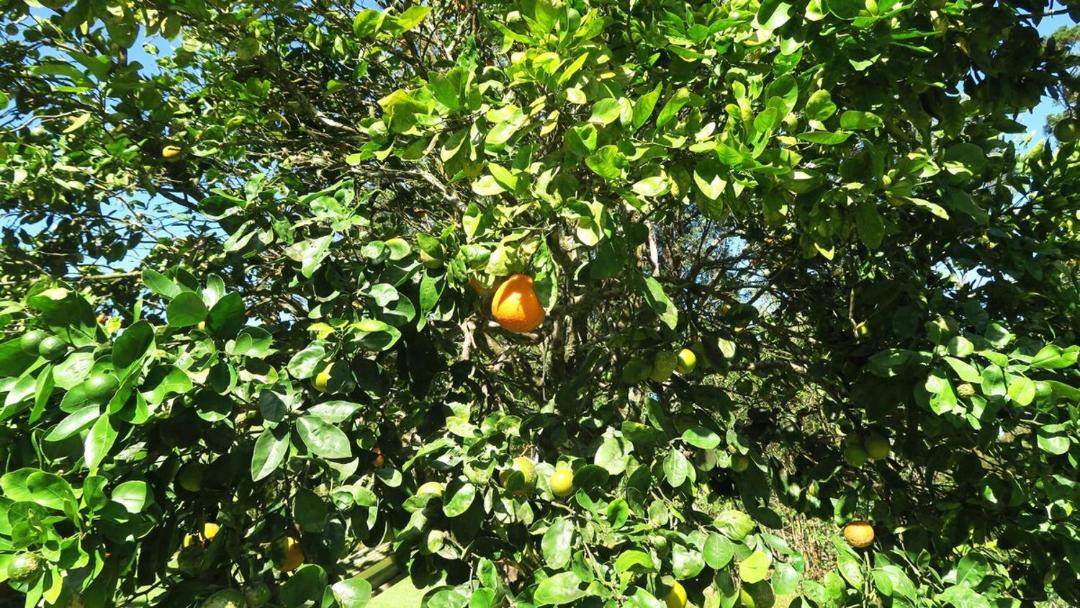 Photo of Outdoor in Honokaa