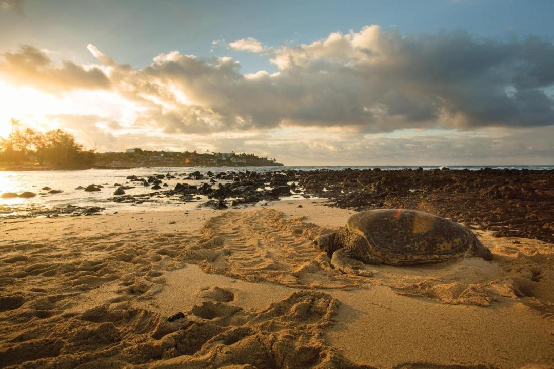 Photo of Others in Poipu