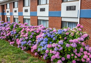 Hyannis Plaza Hotel in Hyannis
